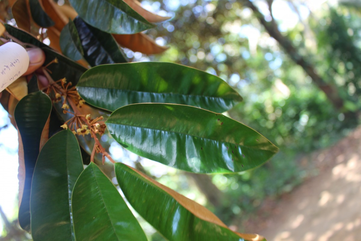 Chrysophyllum cainito L.